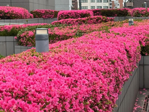 今年もレッドカーペットができてきました１ 2025.05