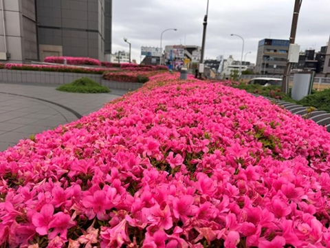 今年もレッドカーペットができてきました２ 2025.05