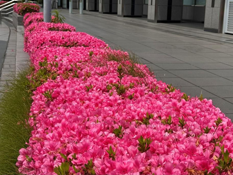 今年もレッドカーペットができてきました３ 2025.05