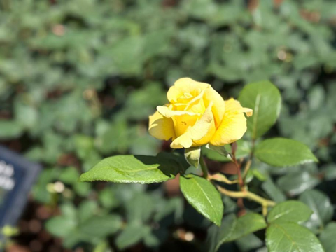 旧古川庭園も初夏の装い８ バラが真っ盛り 2025.05