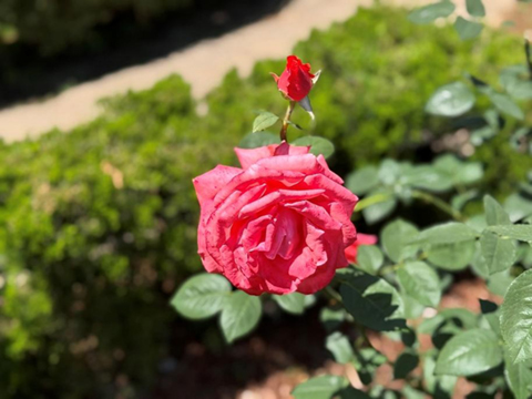 旧古川庭園も初夏の装い１１ バラが真っ盛り 2025.05