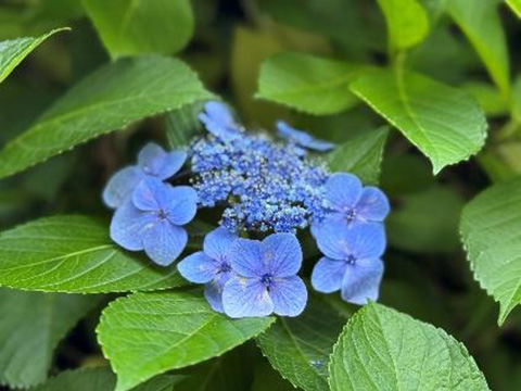 いろいろなアジサイ① 2025.06