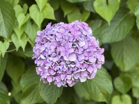 いろいろなアジサイ② 2025.06