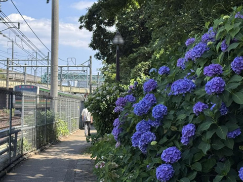 飛鳥の小道の横を宇都宮線が通過 2025.06