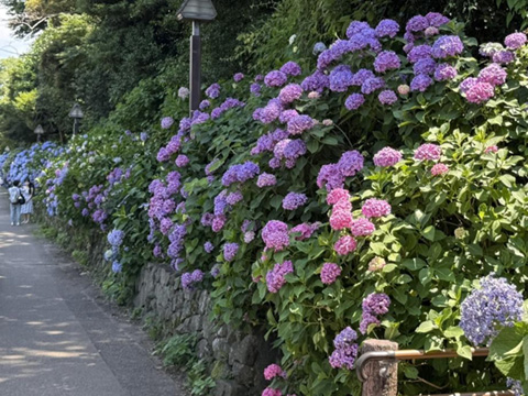 アジサイの小道 2025.06