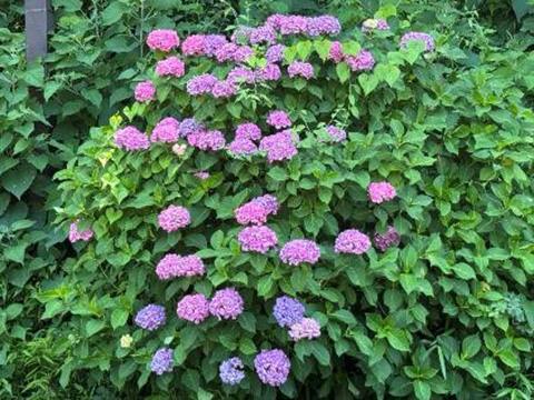 いろいろなアジサイ③ 2025.06