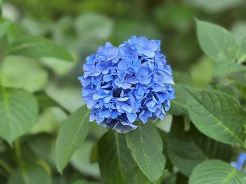 いろいろなアジサイ④ 2025.06