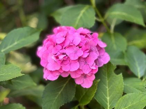 いろいろなアジサイ⑤ 2025.06