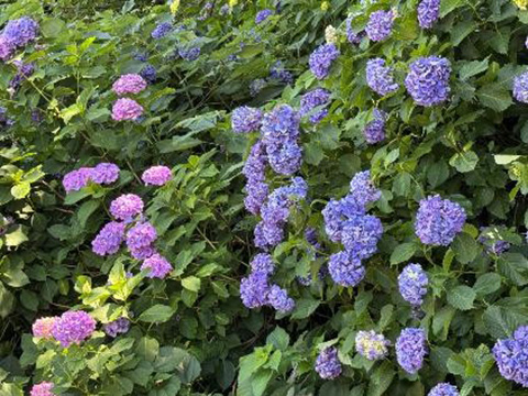 いろいろなアジサイ⑦ 2025.06