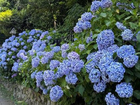 いろいろなアジサイ⑧ 2025.06