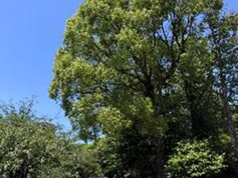 飛鳥山公園の散策大木の傍を 2025.06