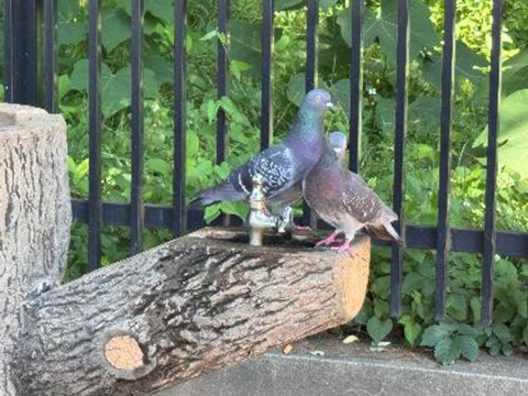 飛鳥山公園の散策季節外れの暑さで鳩も水浴び 2025.06