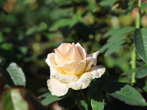 202510_3_旧古河庭園 希少ばらフェスティバルにて③_旧古河庭園