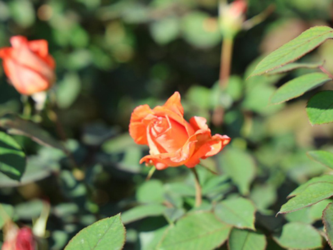 202510_4_旧古河庭園 希少ばらフェスティバルにて④_旧古河庭園