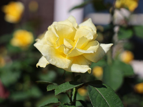 202510_5_旧古河庭園 希少ばらフェスティバルにて⑤_旧古河庭園