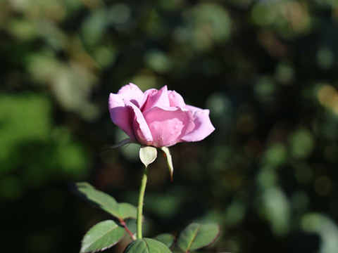 202510_7_旧古河庭園 希少ばらフェスティバルにて⑦_旧古河庭園