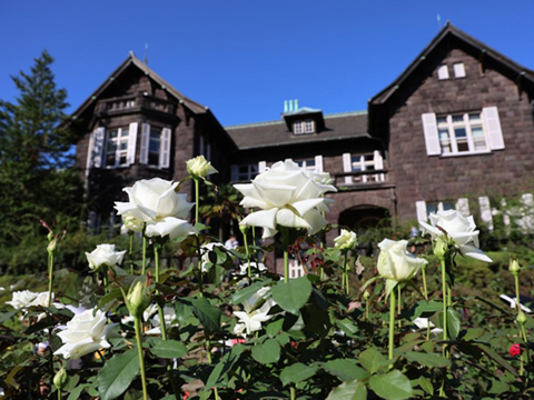 202510_8_旧古河庭園 希少ばらフェスティバルにて⑧_旧古河庭園