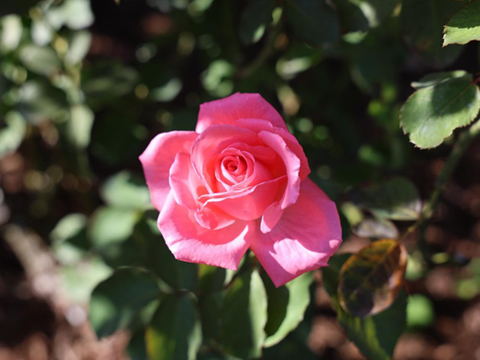 202510_9_旧古河庭園 希少ばらフェスティバルにて⑨_旧古河庭園