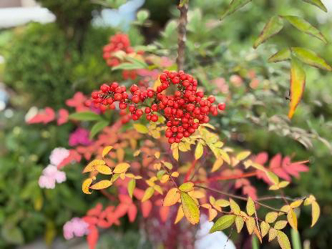 202511_2_東田端の紅葉_東田端