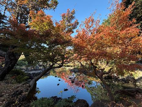 202511_4_旧古河庭園の紅葉②_旧古河庭園