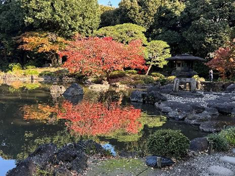 202511_6_旧古河庭園の紅葉④_旧古河庭園