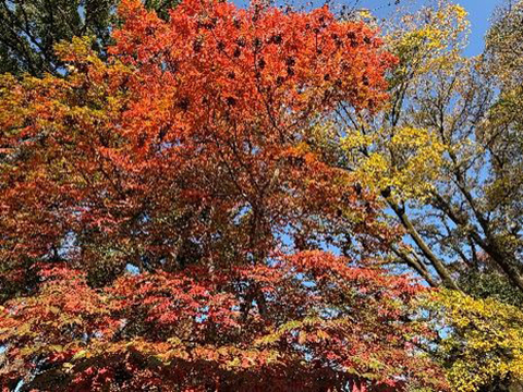 202511_11_飛鳥山公園にて①_飛鳥山公園