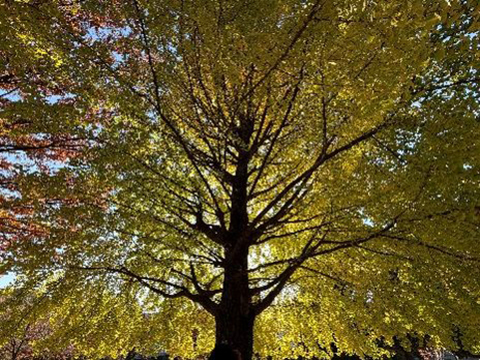 202511_12_飛鳥山公園にて②_飛鳥山公園