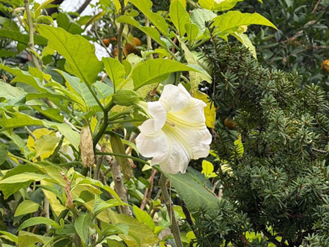 202512_7_掲題の風景_思惟山正受院 （しゆいざんしょうじゅいん） 通称：あかちゃん寺
