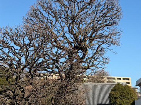 202601_6_田端・与楽寺_梅大木